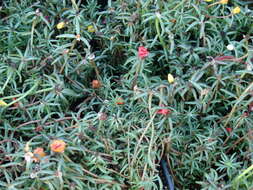 Image of Moss-rose Purslane