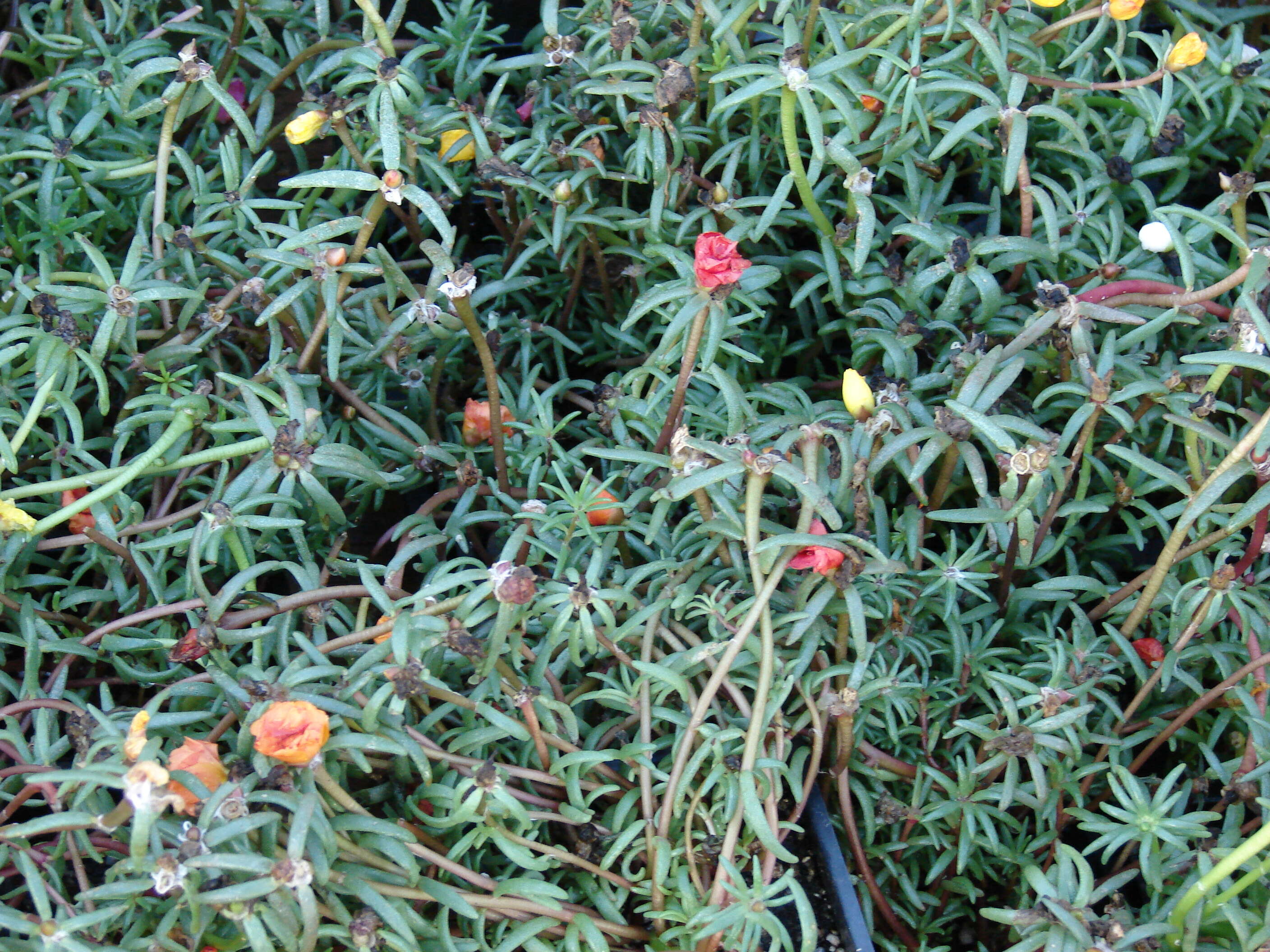 Image of Moss-rose Purslane