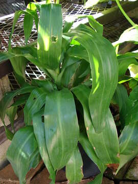 Image of fragrant dracaena