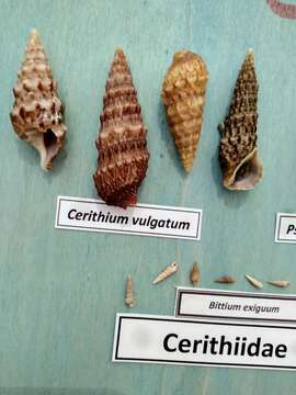 Слика од Cerithium vulgatum Bruguière 1792