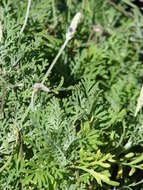 Image of Lavandula multifida L.