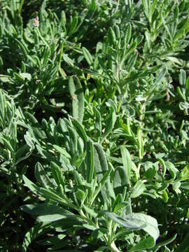 Image of tarragon