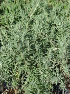 Image of French lavender