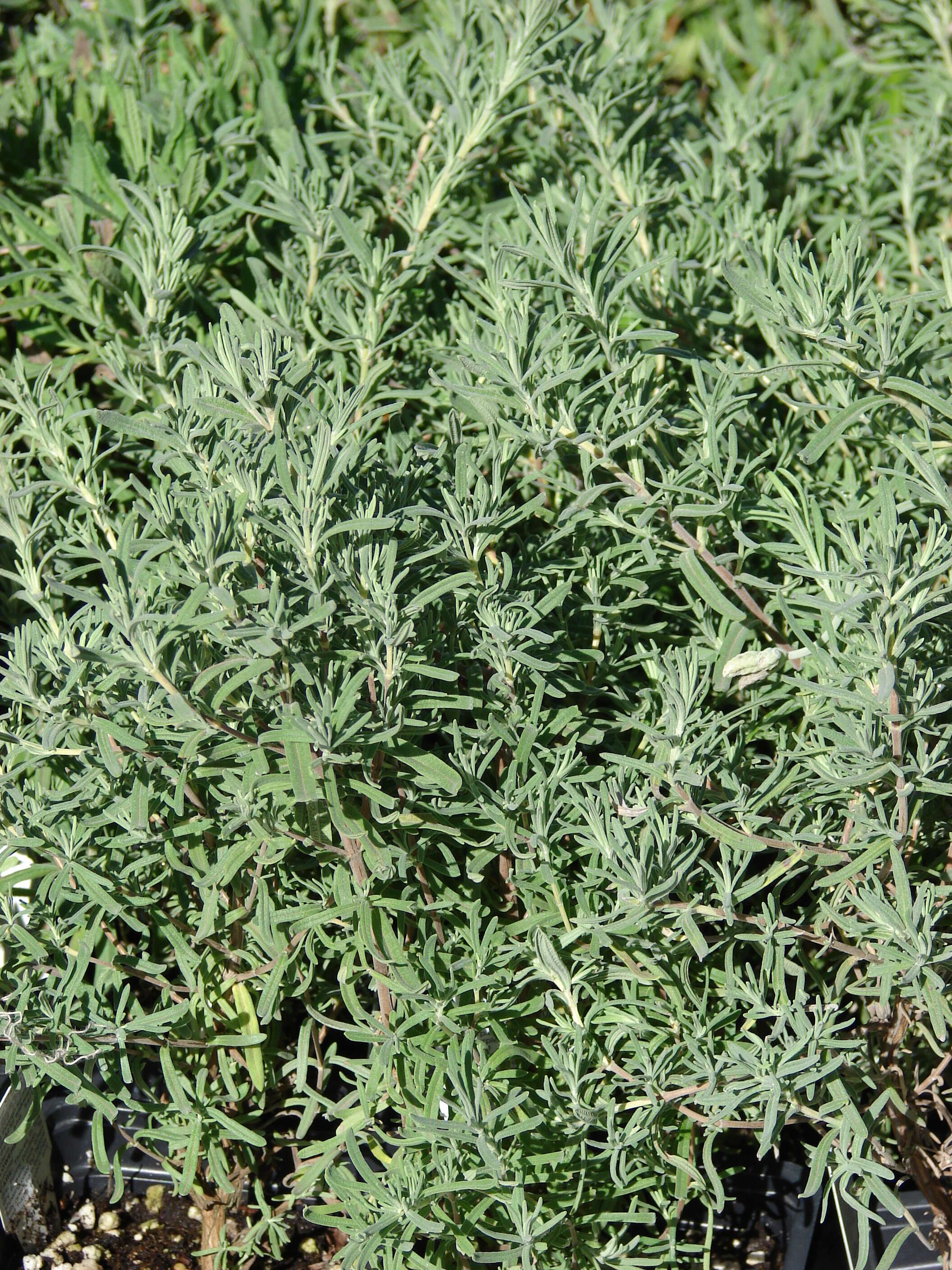 Image of French lavender