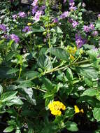 Image of trailing shrubverbena