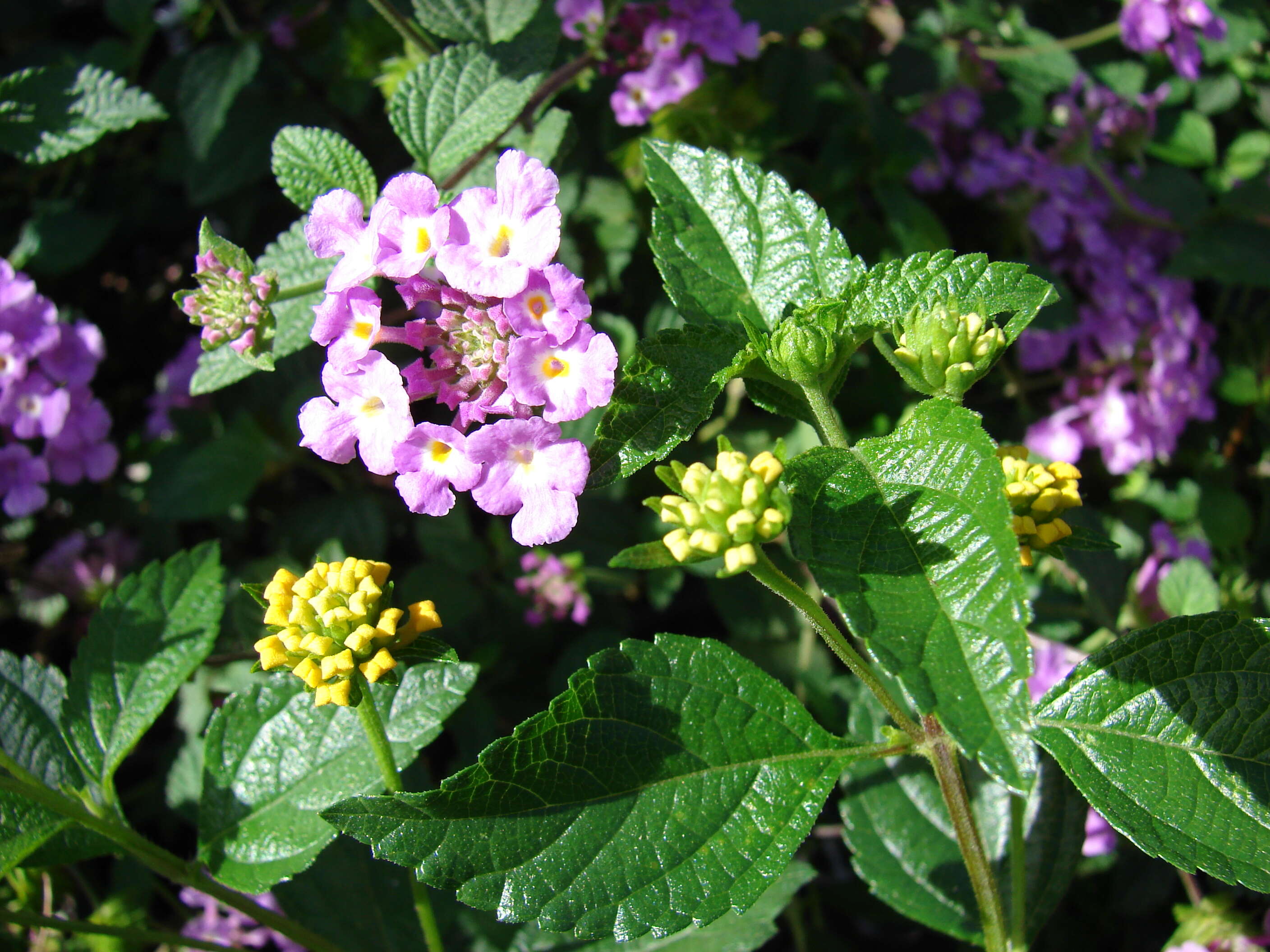 Image of trailing shrubverbena