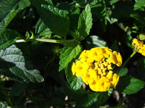 Image of trailing shrubverbena