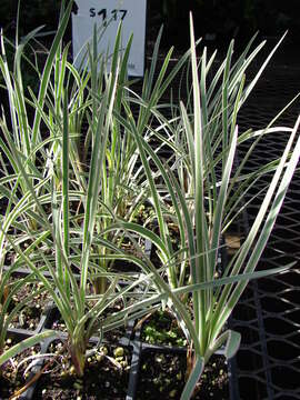 Image of Liriope