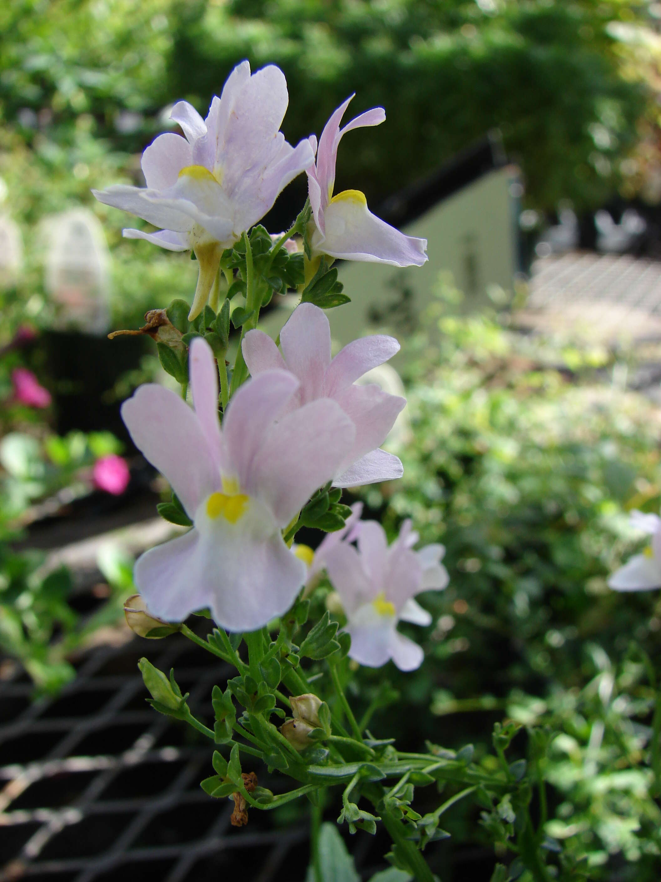 صورة Nemesia