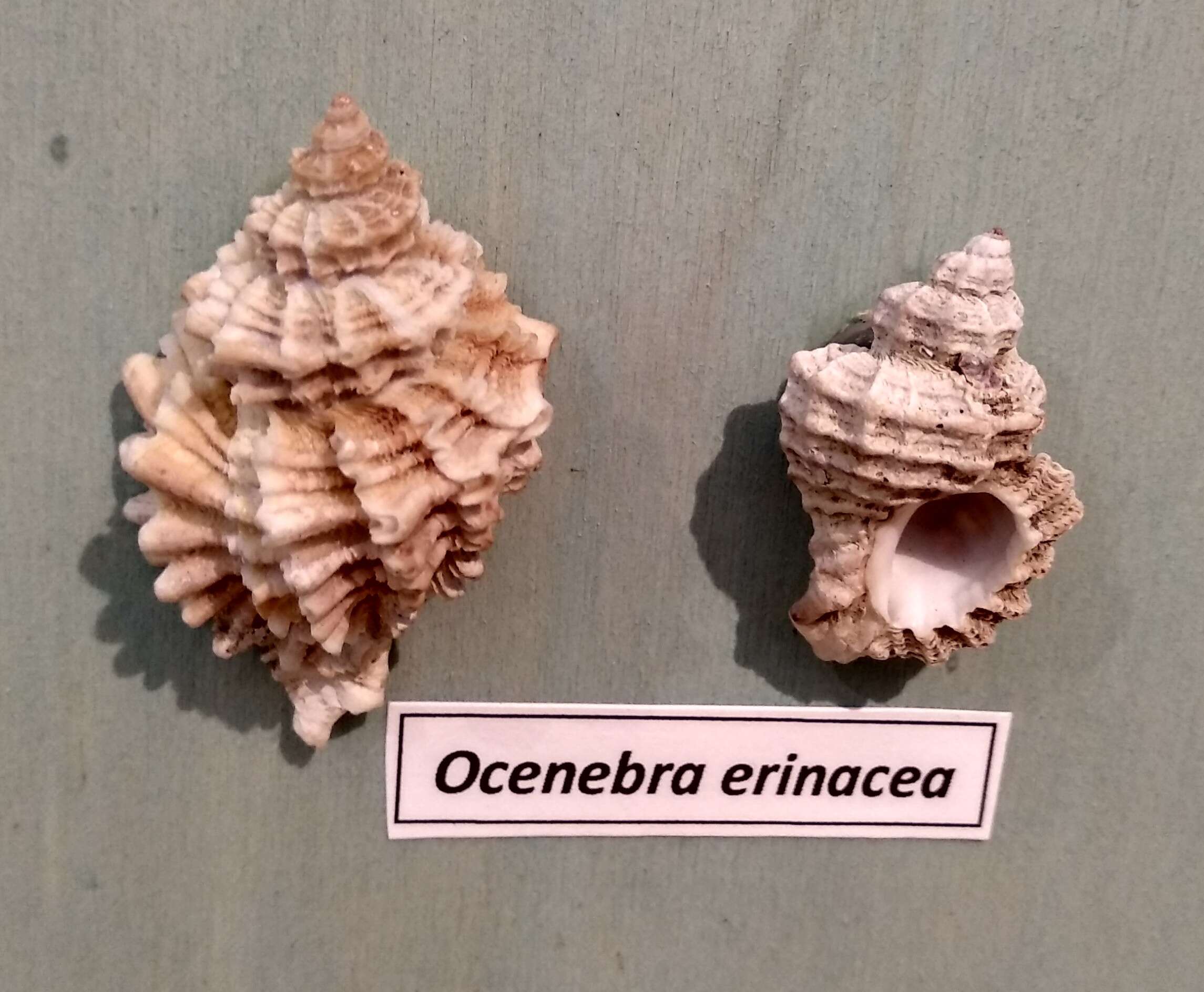 Image of Ocenebra erinacea