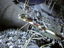 Image of Common Spiny Lobster