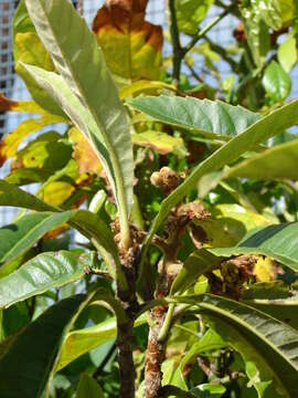 Image of loquat