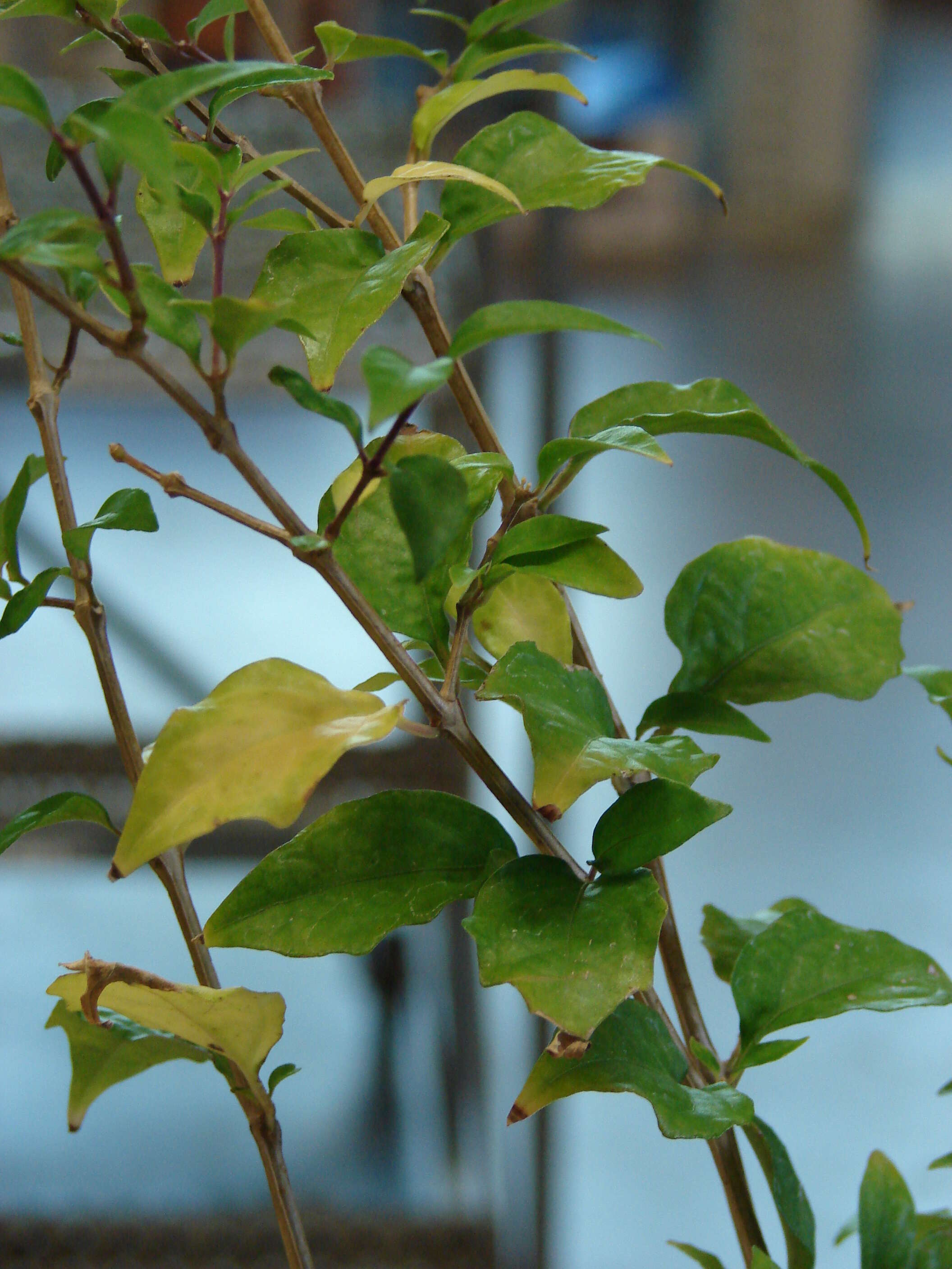 Image de Thunbergia erecta (Benth.) T. Anders.