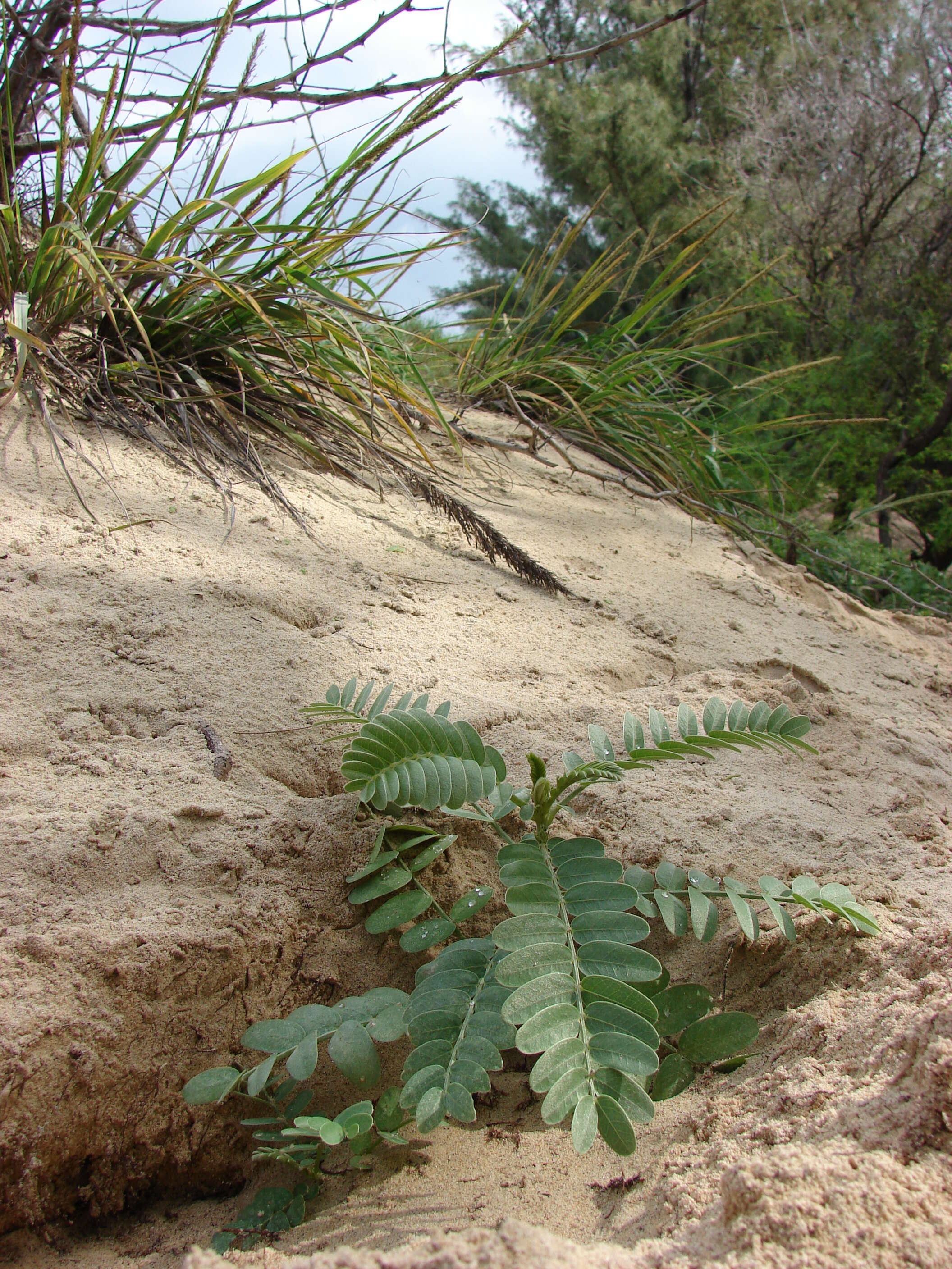 Image of Oahu riverhemp