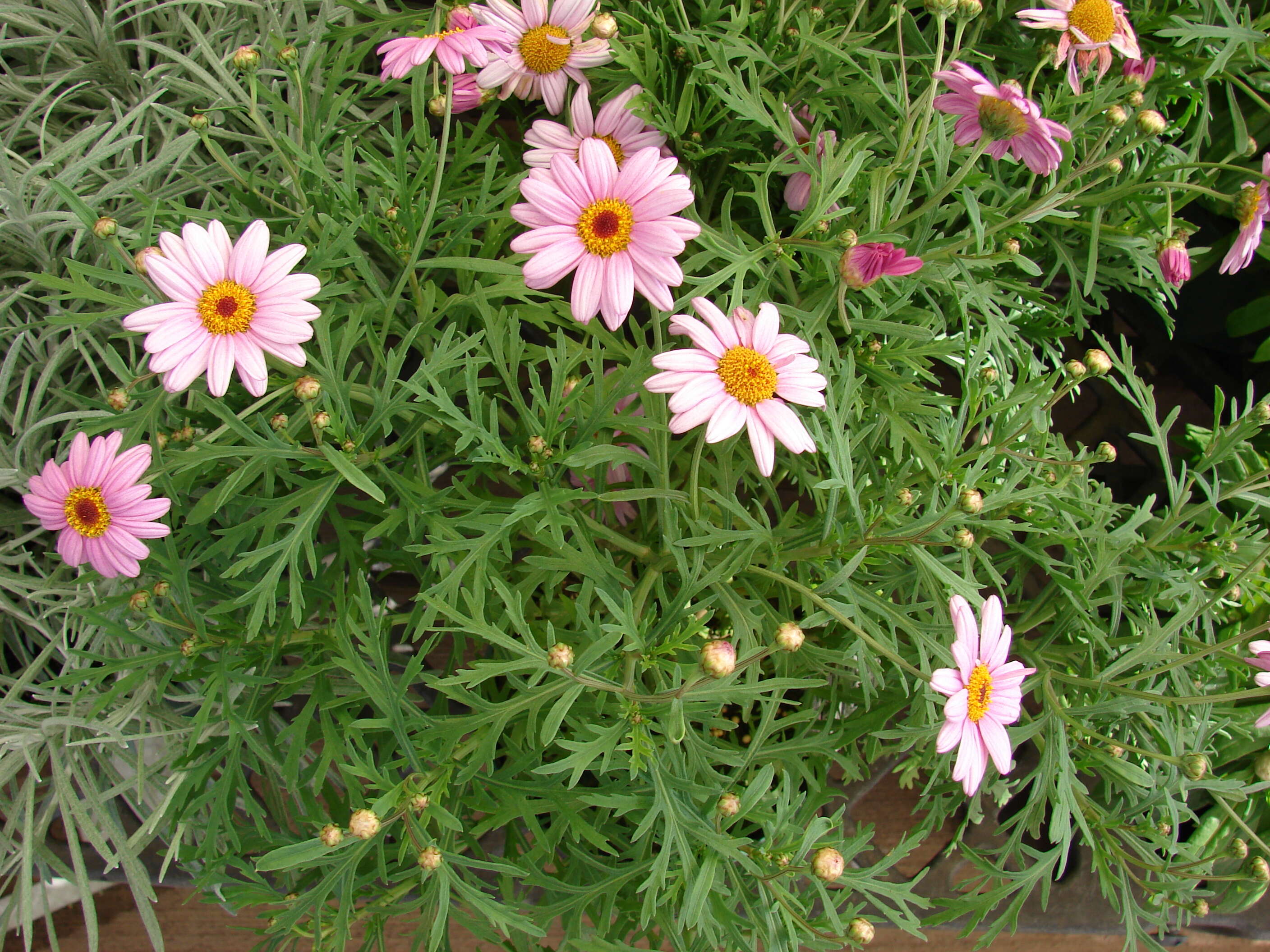 Image of marguerite