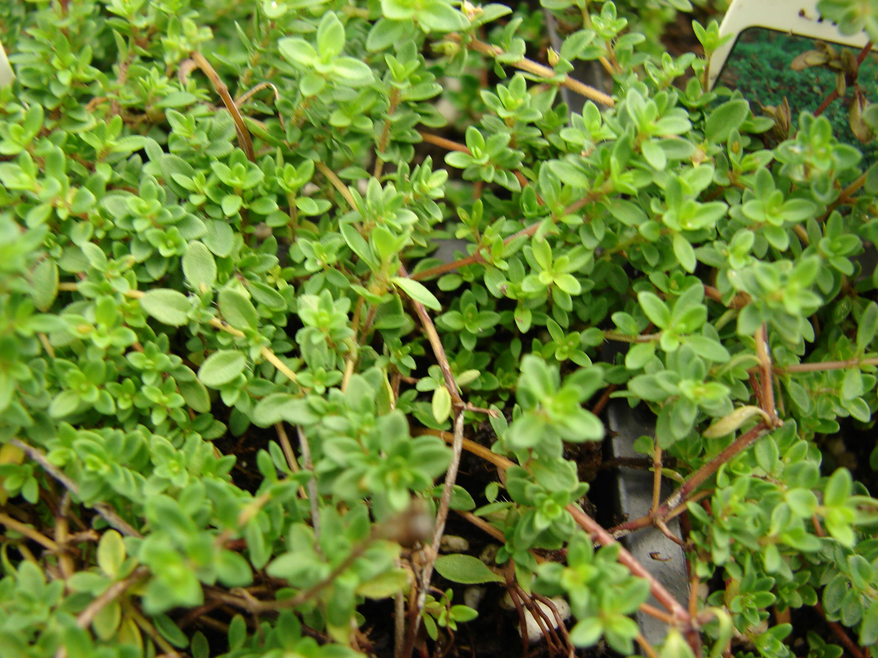 Image of mother of thyme