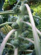 Image of Brussels Sprout