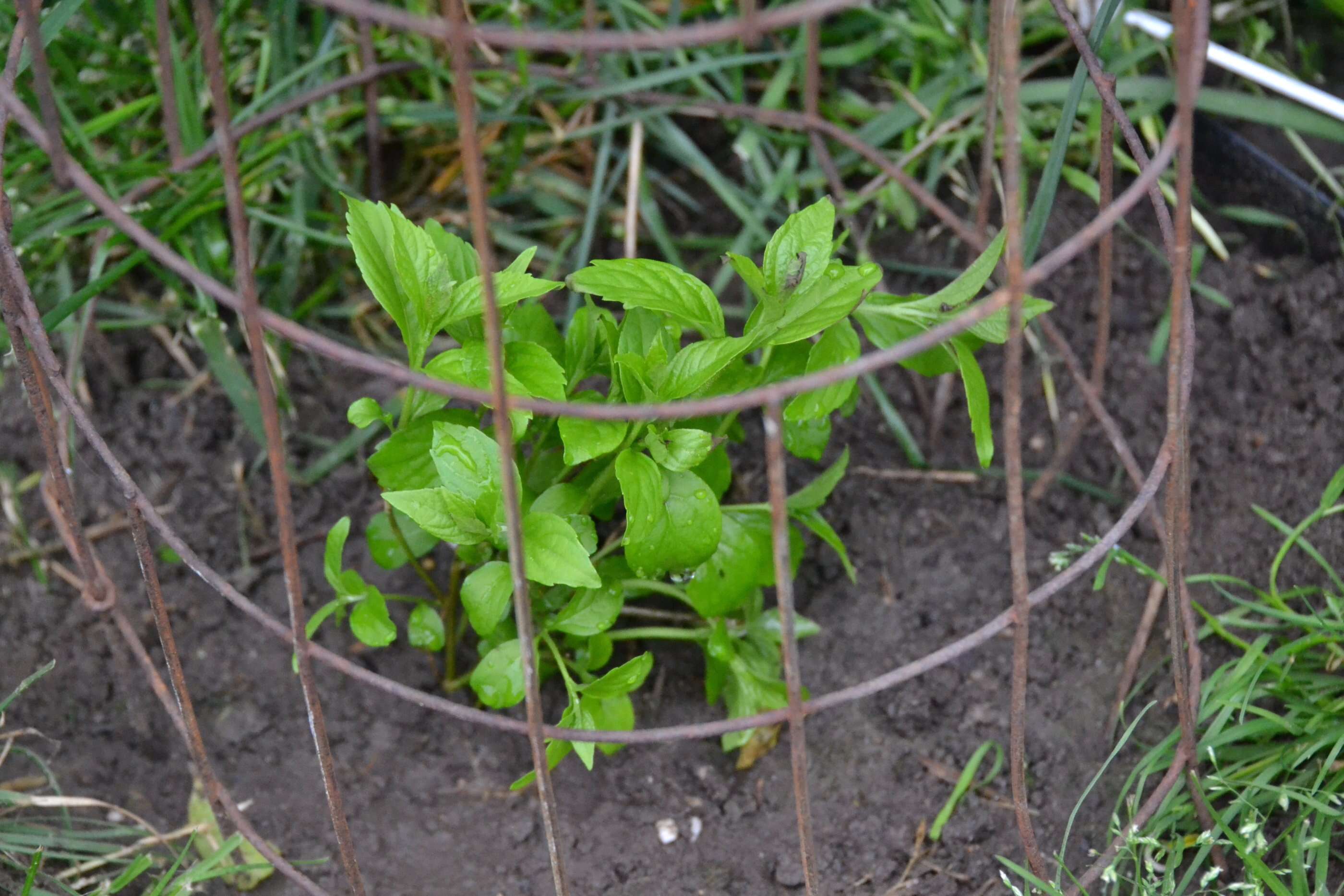 Image of American beautyberry