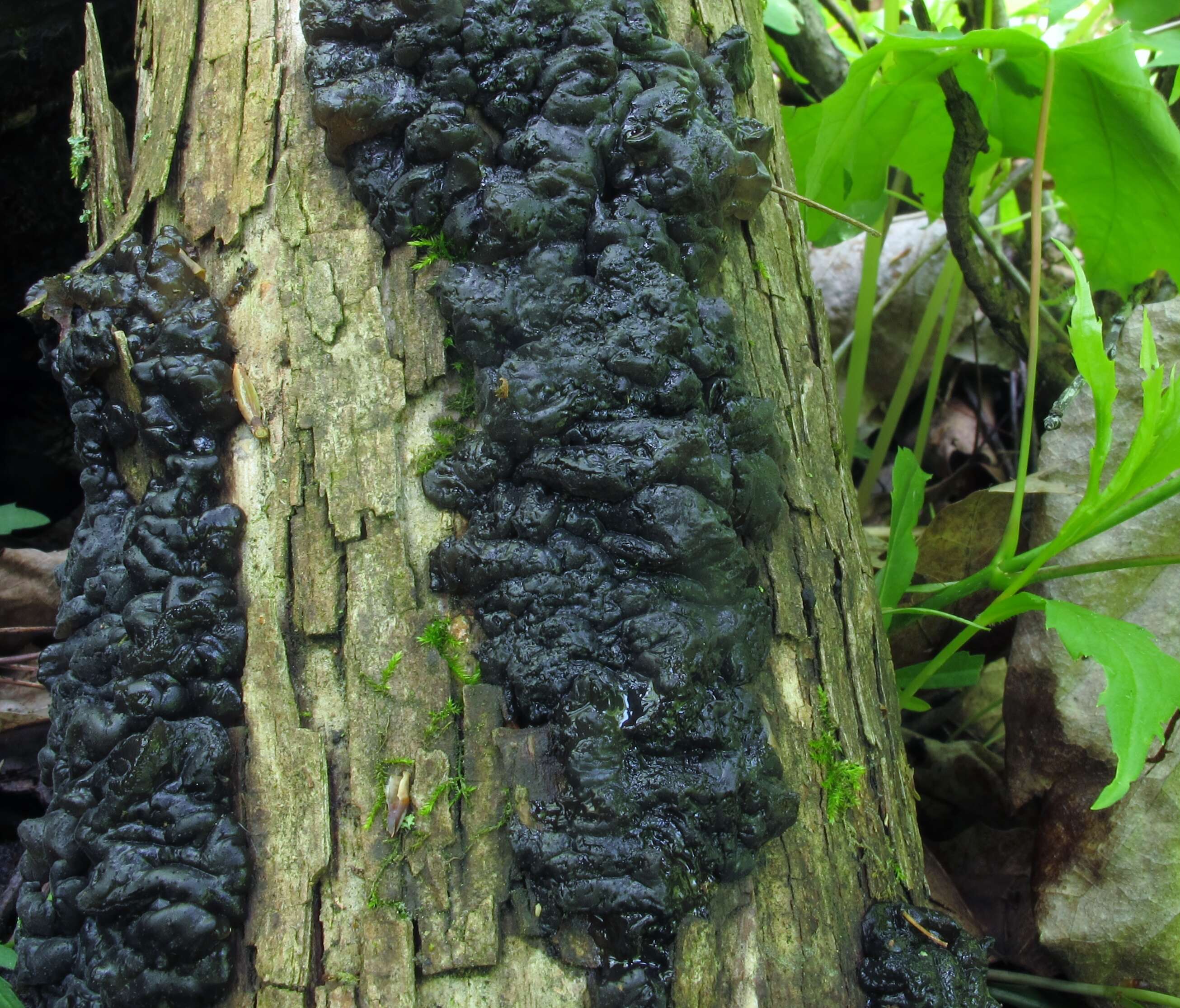 Image of Black Witches' Butter