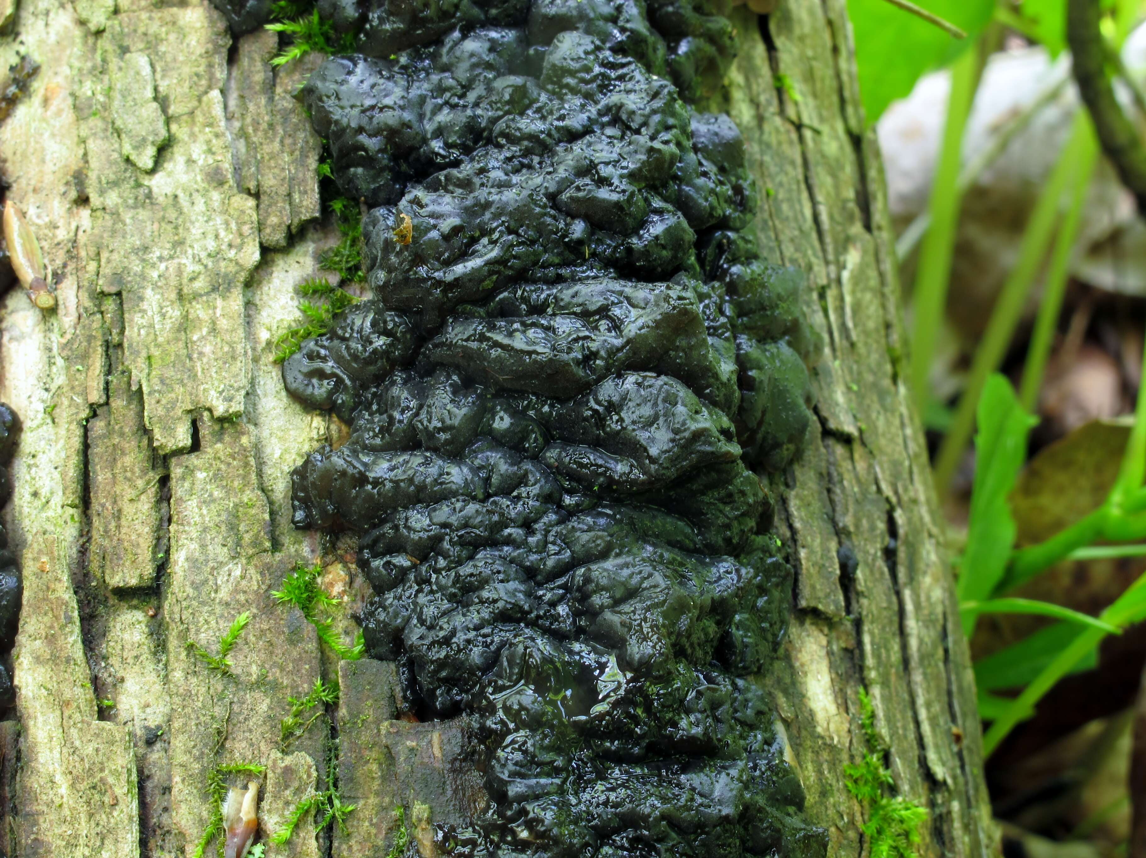 Image of Black Witches' Butter