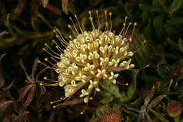 Plancia ëd Leucospermum heterophyllum (Thunb.) Rourke