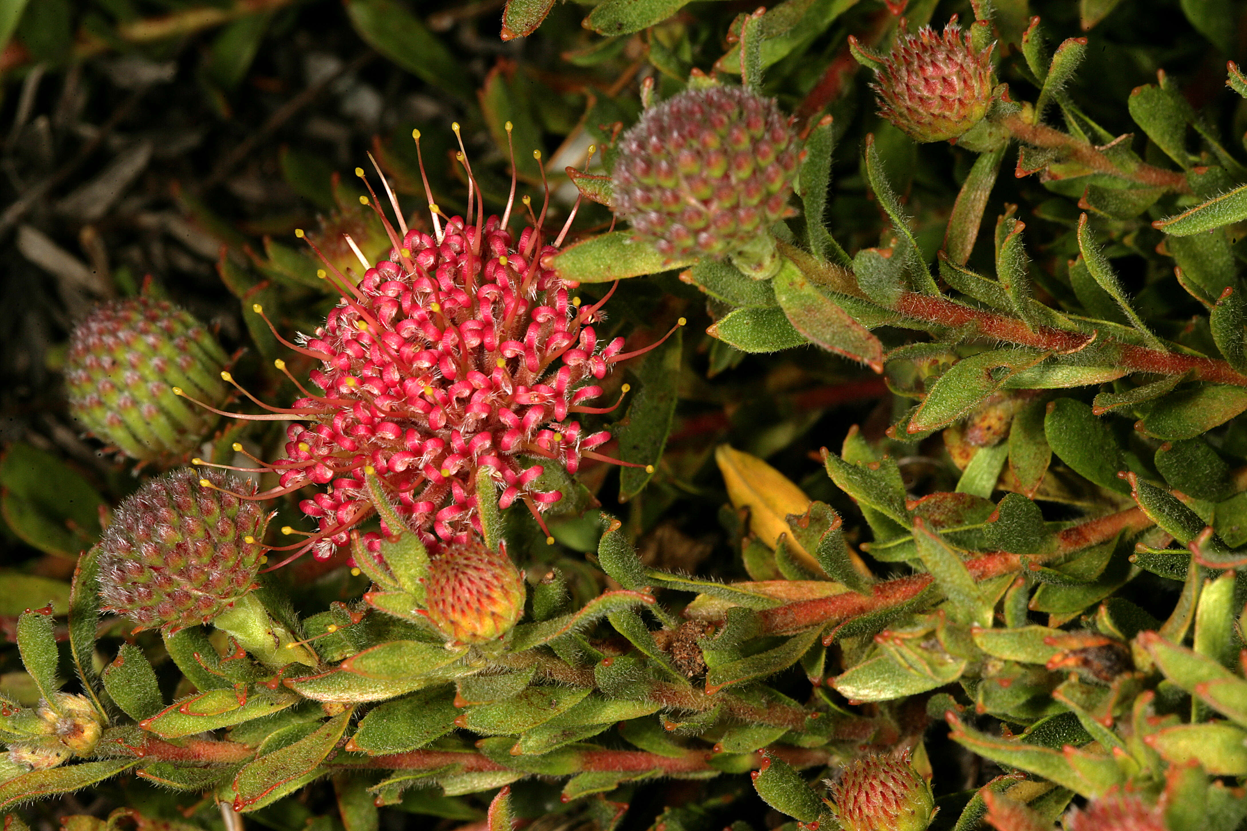 Plancia ëd Leucospermum heterophyllum (Thunb.) Rourke