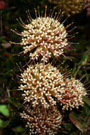 Plancia ëd Leucospermum heterophyllum (Thunb.) Rourke