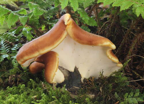 Image of black-footed polypore