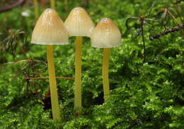 Image of Mycena epipterygia (Scop.) Gray 1821