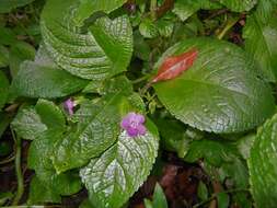 Imagem de Nautilocalyx melittifolius (L.) Wiehler