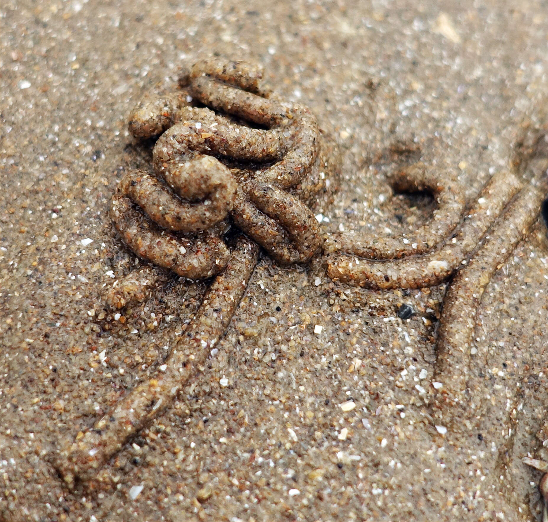 Image of lugworm