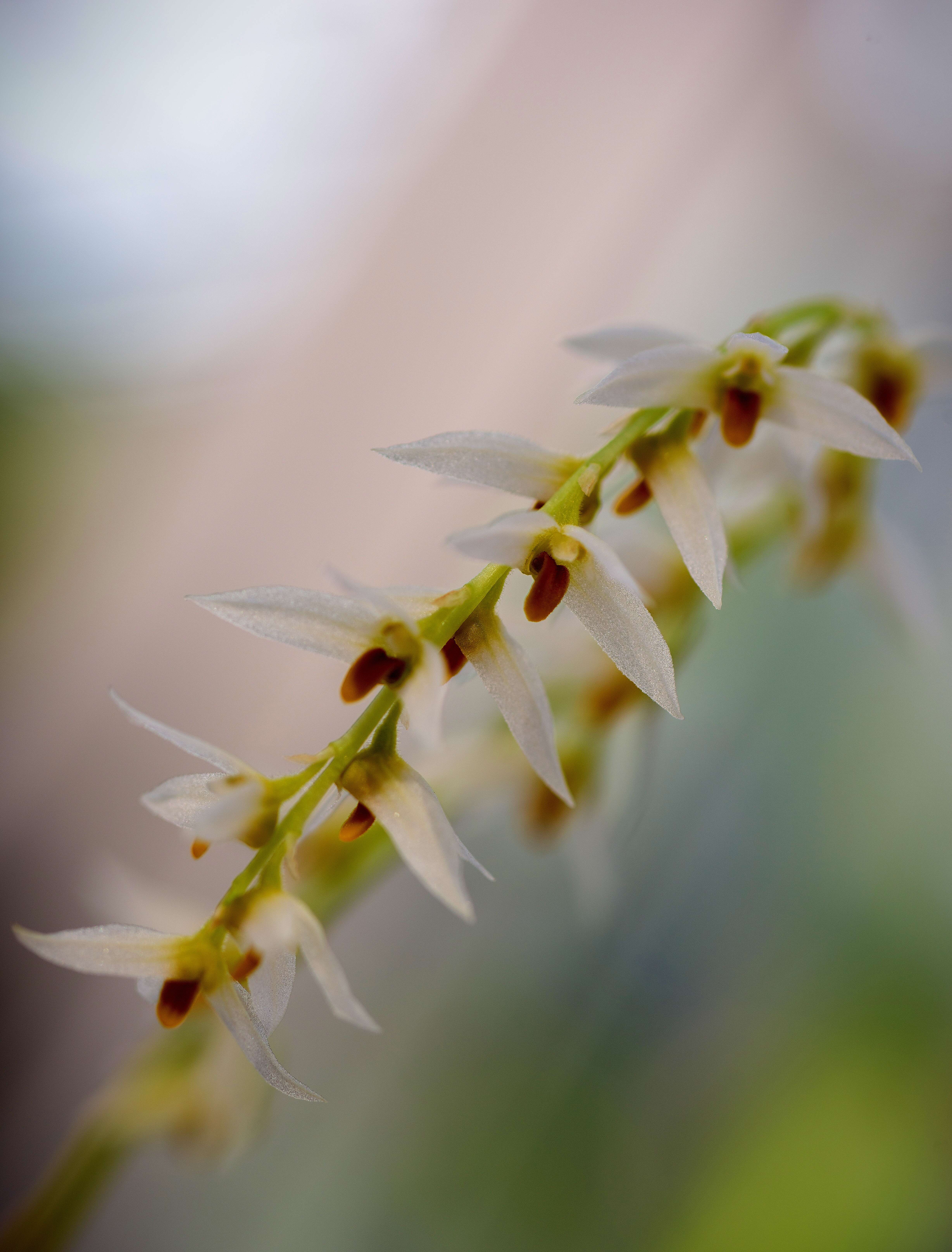 Image of Bulbophyllum auricomum Lindl.