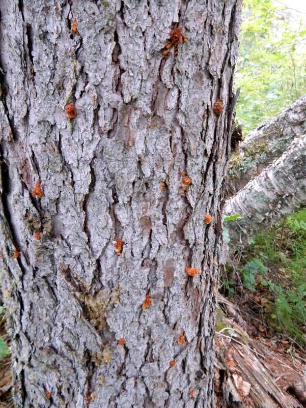 Image of Spruce Beetle