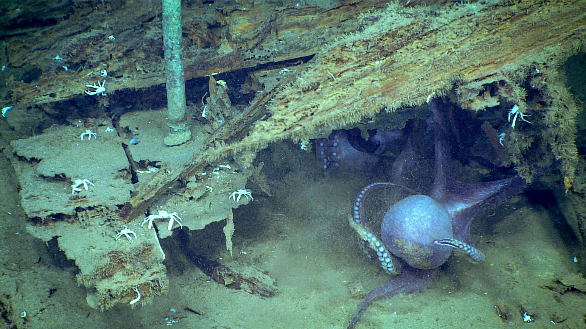 Image of Muusoctopus Gleadall 2004