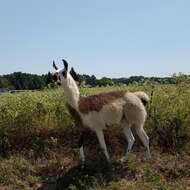 Image of llama