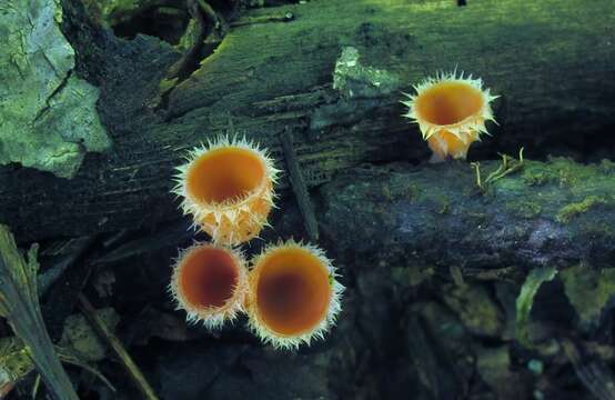 Image of Microstoma floccosum (Sacc.) Raitv. 1965