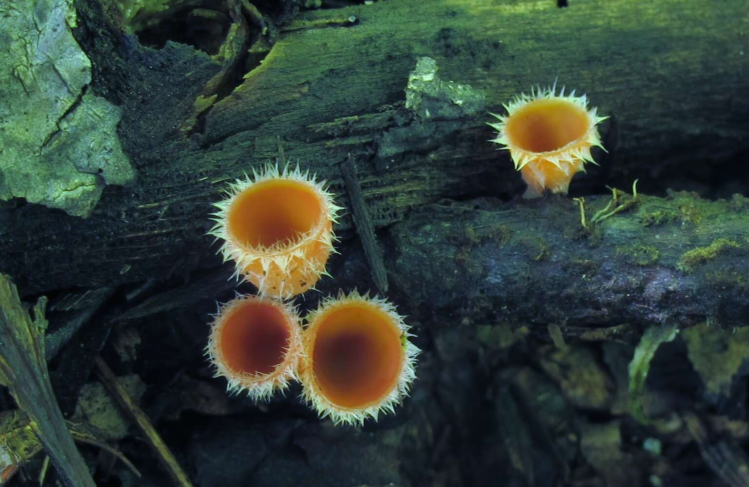 Image of Shaggy Scarlet Cup