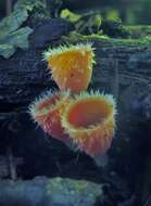 Image of Shaggy Scarlet Cup