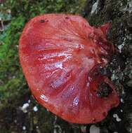 Image of Fistulinaceae