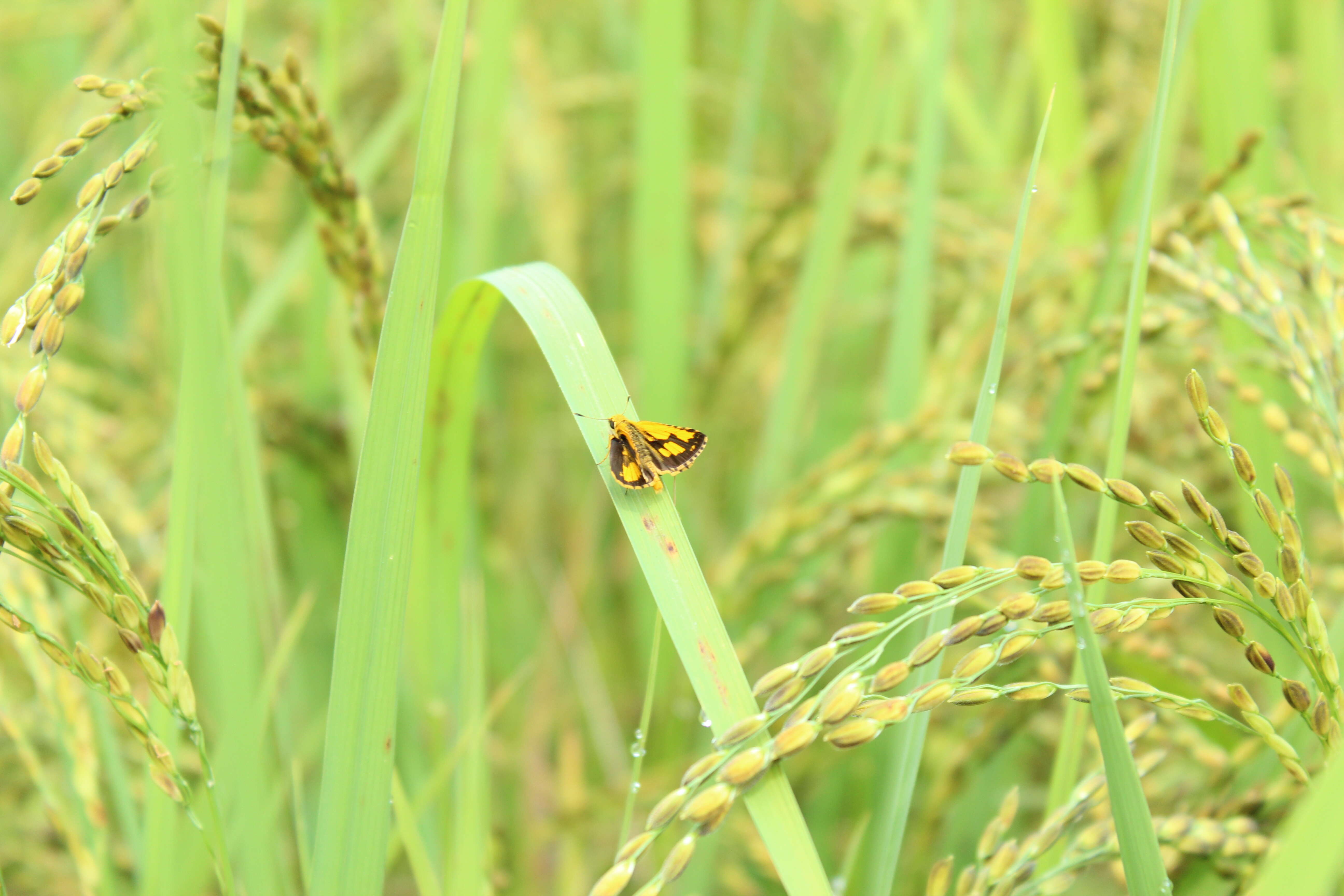 Image of Bush Hopper