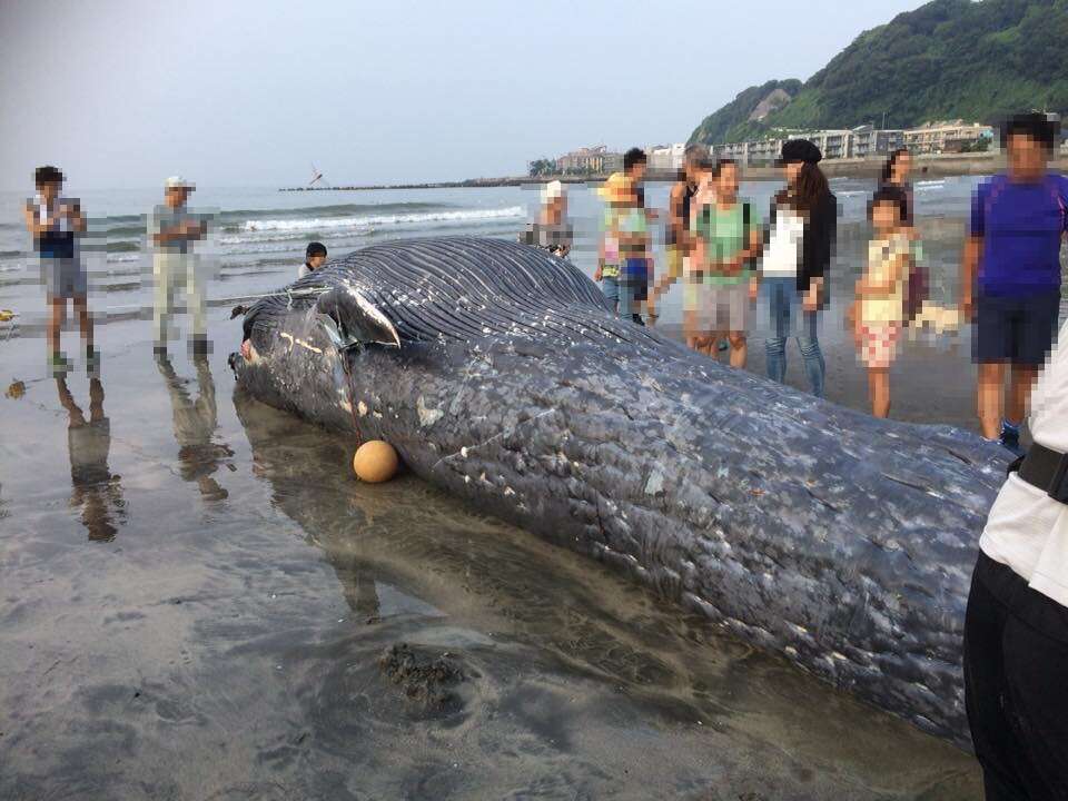 Image of Pygmy Blue Whale