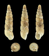 Image of Balea perversa (Linnaeus 1758)