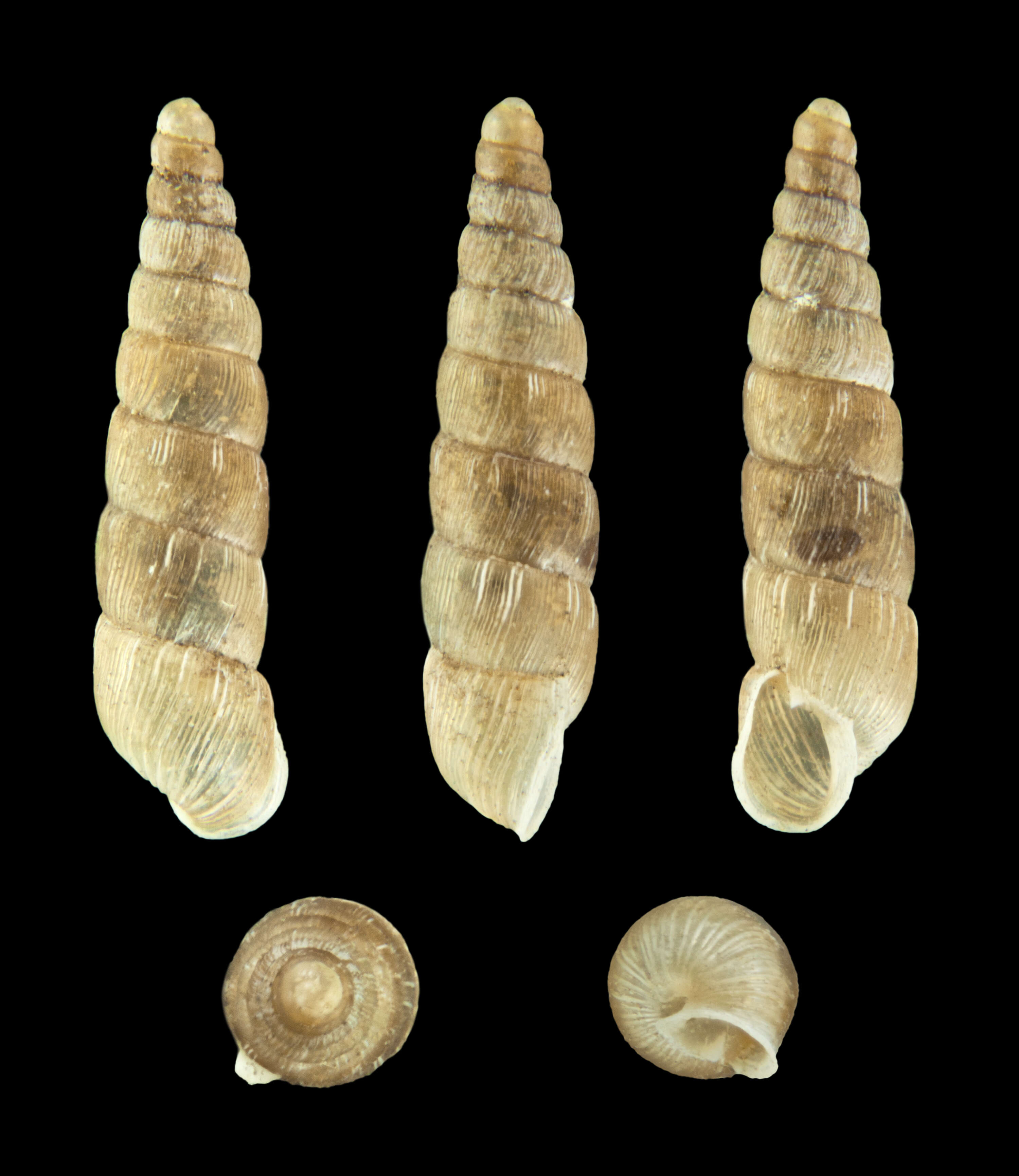 Image of Balea perversa (Linnaeus 1758)