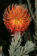 Sivun Leucospermum reflexum Buek ex Meissn. kuva