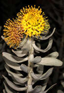 Imagem de Leucospermum rodolentum (Salisb. ex Knight) Rourke