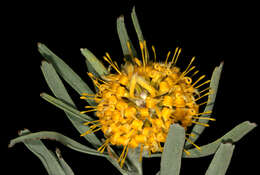 Image de Leucospermum tomentosum (Thunb.) R. Br.