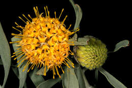 Image de Leucospermum tomentosum (Thunb.) R. Br.