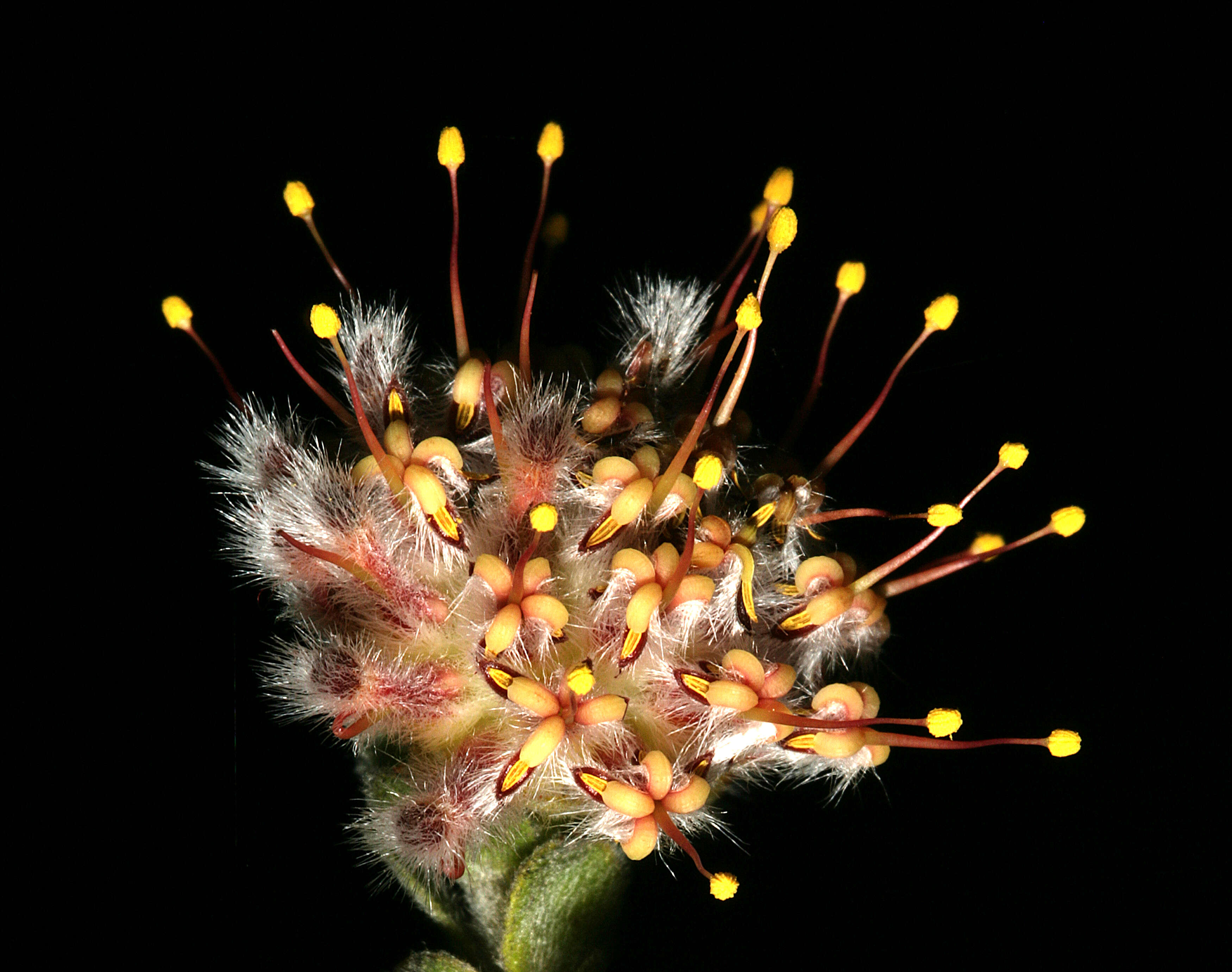 Image of Leucospermum truncatulum (Salisb. ex Knight) Rourke