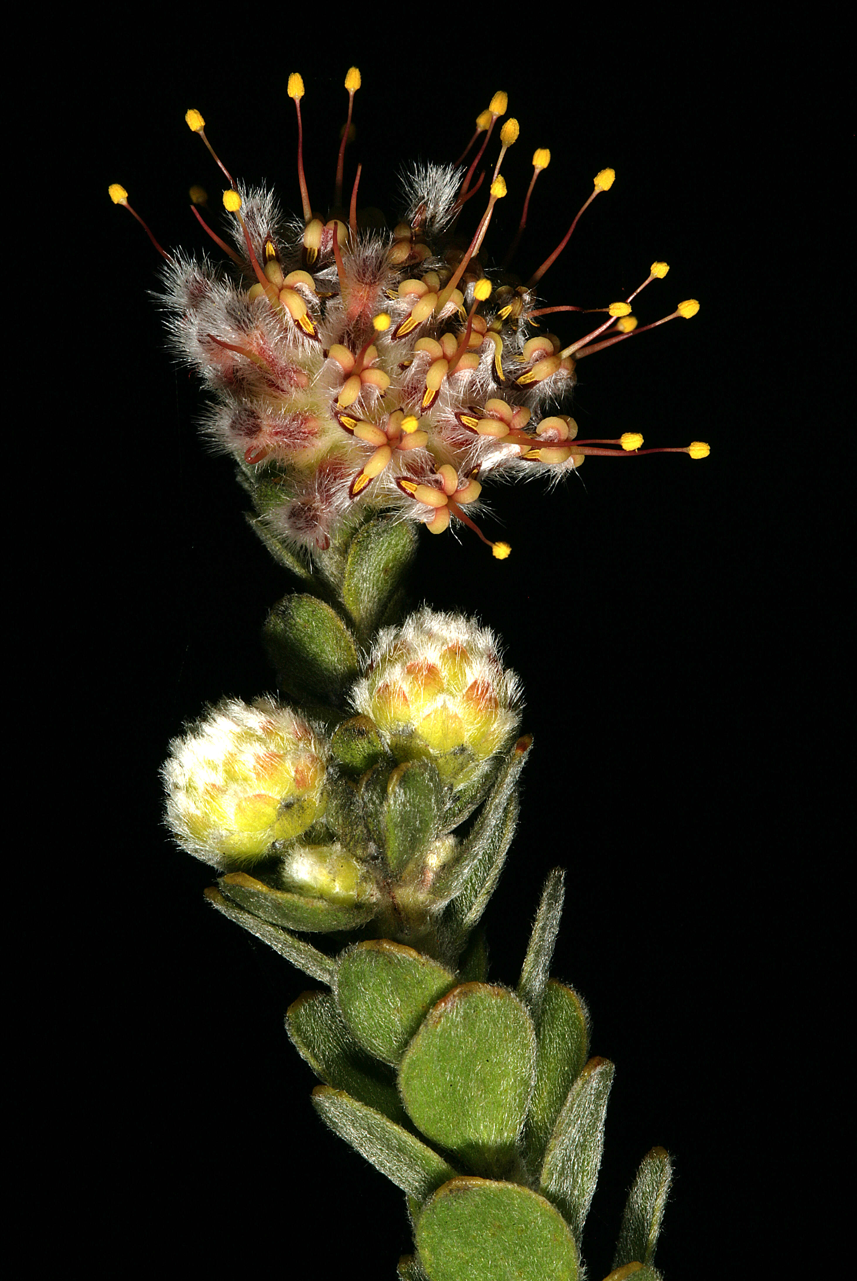 Image of Leucospermum truncatulum (Salisb. ex Knight) Rourke