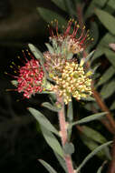 Imagem de Leucospermum wittebergense Compton